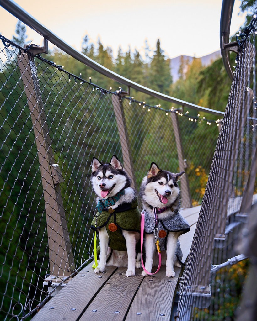 Canyon Frights A Spooktacular Halloween Event At Capilano Suspension