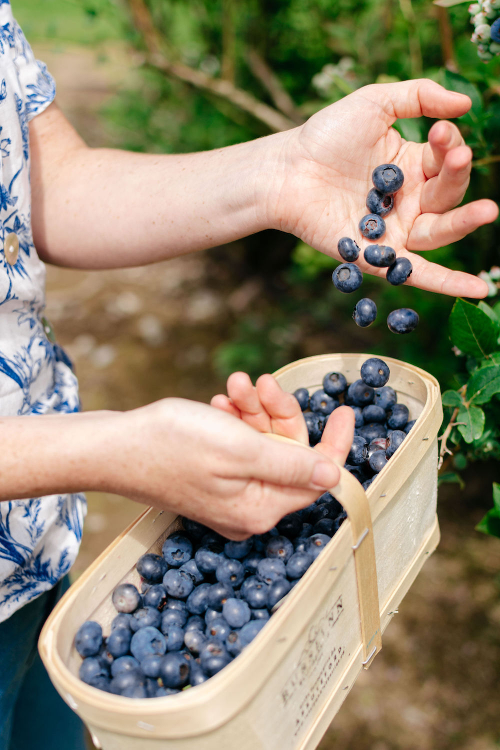 Celebrate Fresh BC Blueberries With #GoBlueBC - Hello Vancity